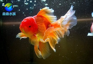 22观赏鱼活体精品进口泰狮金鱼全红白五花泰狮子头金鱼苗冷水t鱼