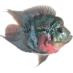 22十八罗i汉鱼麒麟鹦鹉鱼风水鱼麒麟罗汉元宝罗汉宠物活体热带淡