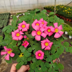 新品 紫叶炸酱草 紫色花幸运草盆栽紫蝴蝶三叶草阳台庭院花卉包邮