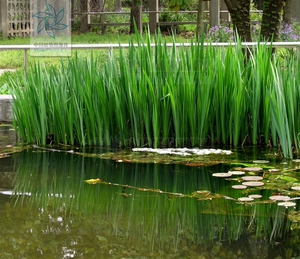 室外水生水培植物观赏香苗香菖蒲池塘绿植蒲剑水养盆栽驱蚊净化草
