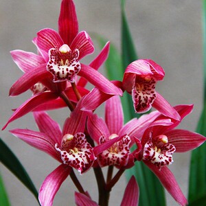 兰花苗【红贵妃】矮种盆栽植物室内四季建兰花卉观花兰花品种大全