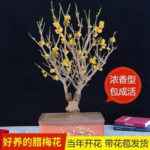 浓香型素心腊梅盆栽红梅花盆景树苗室内阳台花卉老桩四季耐寒植物