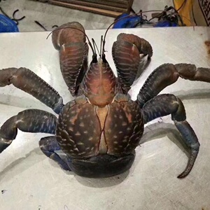 生鲜椰子蟹特大鲜活海鲜礼盒螃蟹帝王蟹迷你顺丰包邮包活广东闪送