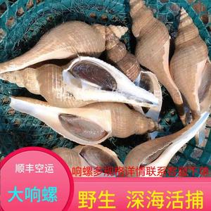 东山岛野生鲜活冻锁鲜大响螺海螺超大吹螺角螺2斤3个装高端发包邮