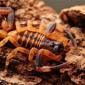 巴西金幽灵蝎 金幽灵ts 宠物蝎子另类宠物单性繁殖可群养