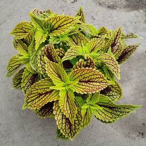 22m彩叶草植物七彩变色花草庭院花园调色彩叶草盆栽五色观叶绿植