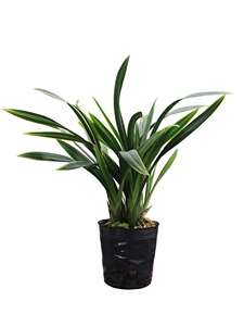 r22 金凤锦浓香金边墨兰冬天带花苞 春节开花四季盆栽兰