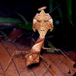 枯木色的螳螂图片