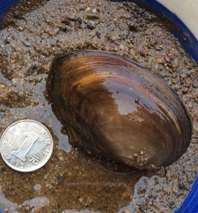 促销大河蚌活体,活河蚌,2元一只拍下现抓,水族宠物,美味尝鲜