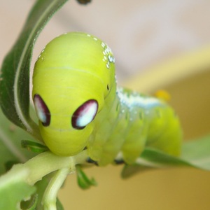 夹竹桃天蛾毛毛虫幼昆个性另类萌宠爬易养稀奇奇特戴眼镜斑外星人