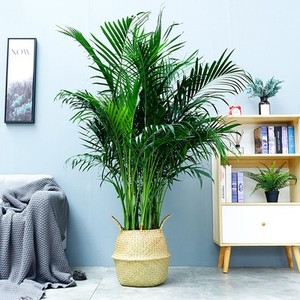 22长沙同城富贵椰子盆栽办公室客厅大型绿植凤尾竹w植物室除甲醛
