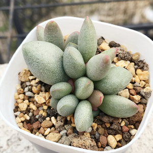 22白糖豆水泡 多肉植物 肉肉植物 萌肉肉组合盆栽 室内花卉 w陌a.