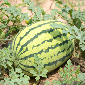 懒汉麒麟王西瓜种子早熟脆甜沙瓤多汁大果西瓜籽蔬菜种子四季播种