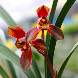 墨兰富贵红荷兰花苗浓香带花苞名贵盆栽花卉植物国兰室内f好养.