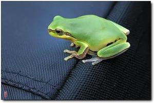 无毒雨蛙雨林缸造景观赏树蛙雨蛙活体活物异宠物姥爷