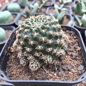 22方便面仙人球 乌p艳丸4-5cm精品软刺不扎手仙人球多肉植物a.