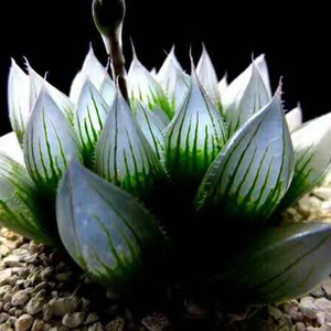 22雫绘卷玉露硬化有根 瓦苇属十二卷c 净化空气室内精品多肉植物