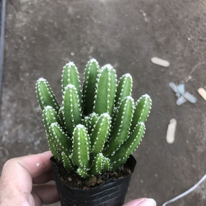 【仙人山植物美观】仙人山植物美观品牌,价格 - 阿里巴巴