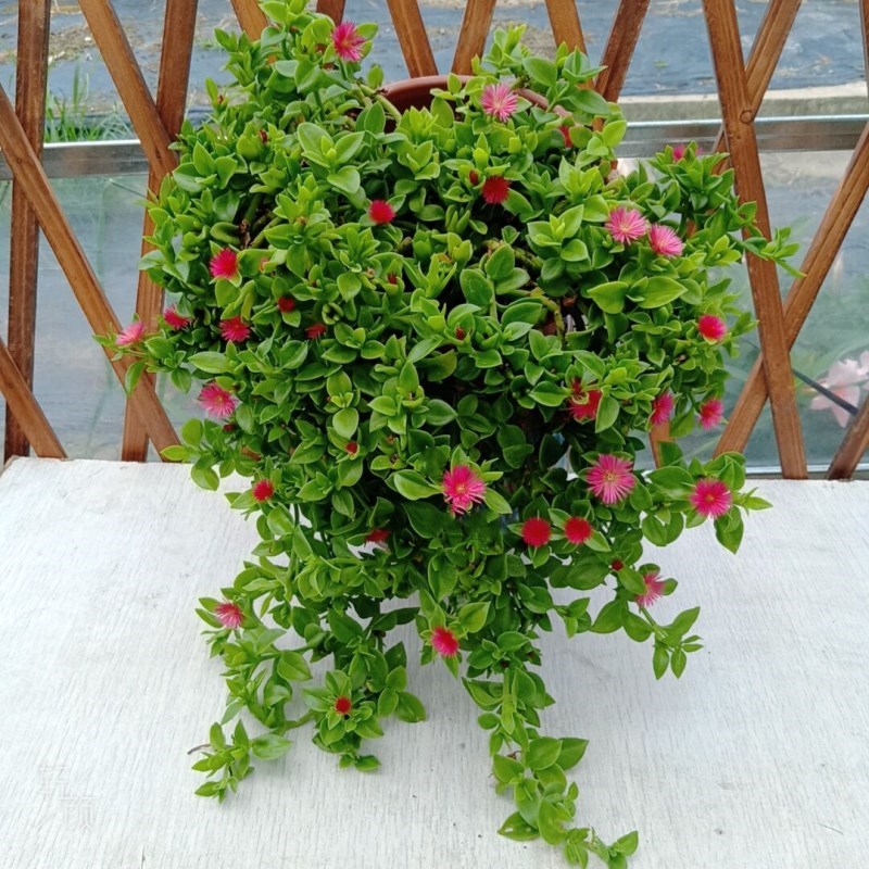 牡丹吊兰花苗带花阳台垂吊植物四季羊角吊兰盆栽开花植物多年生好