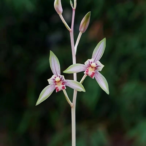植得兰花建兰高山春色兰花苗中透艺好养花卉勤花勤芽盆栽植物