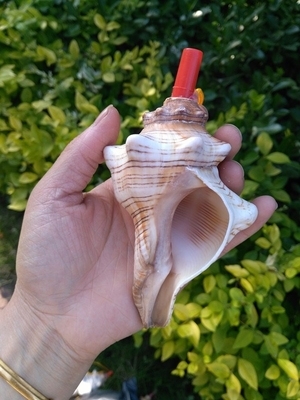 螺号喇叭 大号海螺玩具吹口哨儿童创意礼物小摆件天然贝壳工艺品