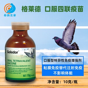 四联疫苗鸽子