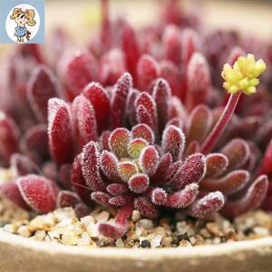 梦椿多头群生梦春多肉植物组合盆栽办公室绿植创意花卉趣味小d盆