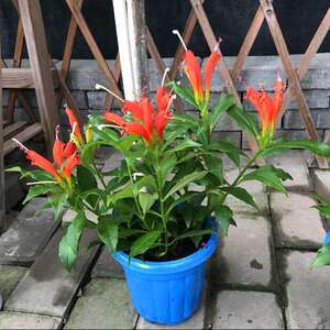 芒毛苣苔四季还巢金凤还巢凤凰直立吊兰室内庭院口红阳台花.