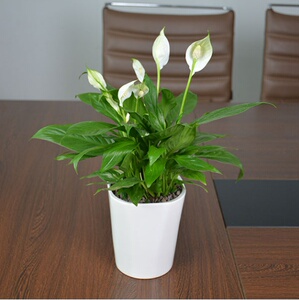 22重庆花卉一帆风顺r白掌水培桌面植物办公室室内盆栽观花盆景绿