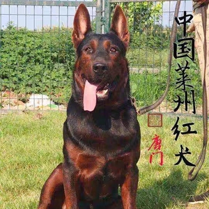 器竖耳器德牧耳架幼犬黑狼苏联红矫正器莱州红狼青成犬耳托1人付款42