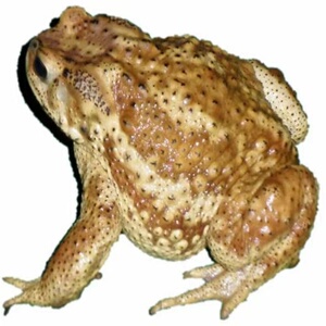 活体 癞蛤蟆 活吃的活虫子蟾蜍养殖技术 加工药用价值