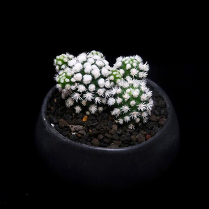 尚贤园艺淘宝二月晴明日香姬仙人球多肉植物实生群生软刺开花不扎手