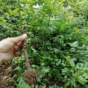 贵州金刺梨苗无籽刺梨苗 园艺景观绿篱花卉 湿土包根现挖现c发货