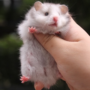 活物没防止香港熊熊家养忽悠西施熊长毛纯银疫苗根本金丝可发