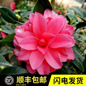砂金茶花