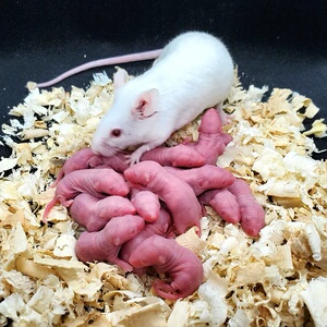 000人付款淘宝小白鼠冰冻乳红皮冻鼠宠物可活体发小老鼠崽冰冻幼崽