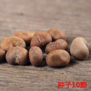 20222022非洲进口猴面包树种子种植名贵树苗地载园g林绿化室内盆