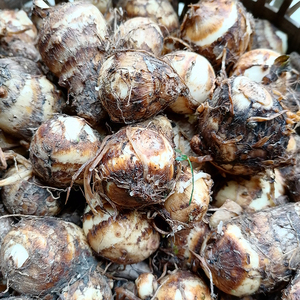 毛芋儿重庆农家新鲜小土芋儿仔仔正宗高山露天芋头面粉糯食用蔬菜