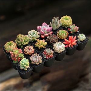 小多肉植物生石花