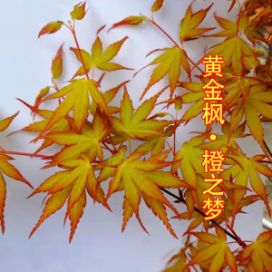 黄金枫树苗日本橙之梦枫树盆栽地栽南北方耐寒植物别墅庭院风景树