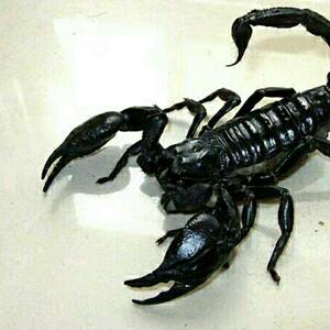 活物蝎子宠物巨型小宠帝王蝎雨林蝎爬虫好养温顺无毒活体蝎子6cm