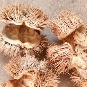 野生板栗壳栗刺壳风栗壳栗子刺球中药材500克包邮