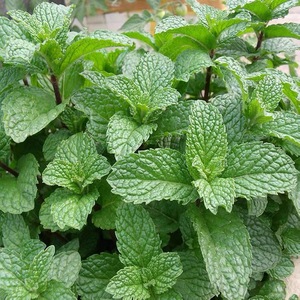 000人付款淘宝十香菜种子 河南特产 鱼香草 蔬菜薄荷种子 春夏天四季