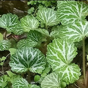 现挖新鲜虎耳草 金丝荷叶 猫耳草 石荷叶 中药材 盆栽 假山 包邮