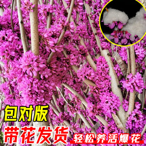 紫荆花树苗室外种植大盆栽紫金四季开花庭院风景耐冻花卉绿化植物