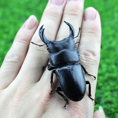 成虫中国大扁独角仙套餐昆虫饲养箱爬虫锹甲造景甲虫金龟果冻