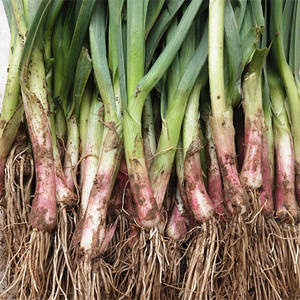 湖北农家新鲜红皮大蒜苗青蒜大叶香蒜紫皮大蒜苗现挖净重5斤包邮