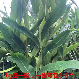 新鲜四川鸭儿粑猪儿粑叶儿黄粑叶1g是1张,一张可包5到8个良姜叶