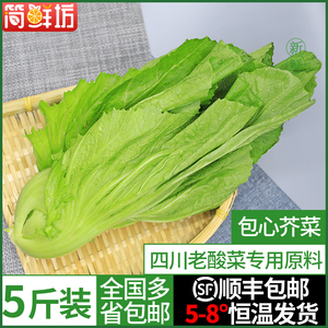 河南新鲜荆芥菜头不带根1斤装包邮大叶荆芥茎芥菜调味菜现摘发货1782