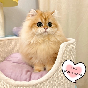 金渐层长毛蓝金长毛幼猫赛级双血统英国长毛猫